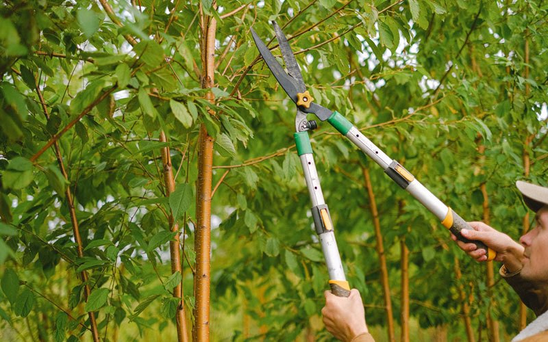 Tree trimming in Nortonville, KY